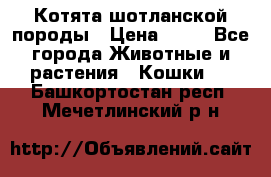 Котята шотланской породы › Цена ­ 40 - Все города Животные и растения » Кошки   . Башкортостан респ.,Мечетлинский р-н